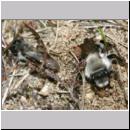 Andrena vaga - Weiden-Sandbiene -10- 01.jpg
